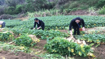 2020年疫情期間，廣東堅(jiān)基集團(tuán)解菜農(nóng)滯銷之急